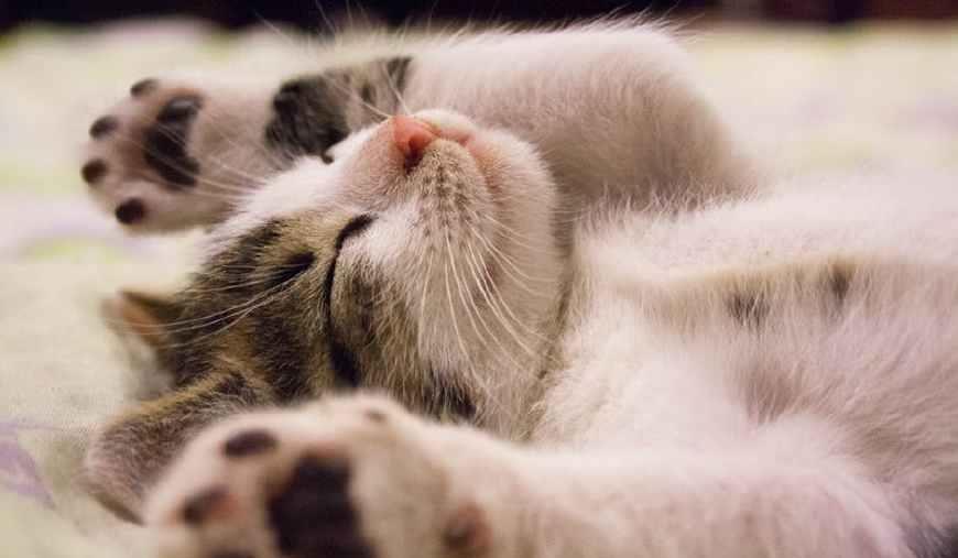 猫咪爪子有淡淡的脚臭味,猫咪为什么闻到臭脚会张开嘴