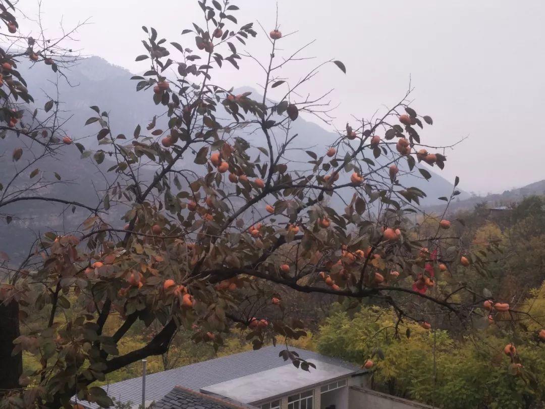 房山南北梯摘柿子,冬天去清凉山摘柿子