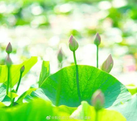 广州有荷花的地方,广州周边的荷花景点推荐