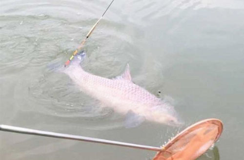 把通线的钓法翻出来温习下，钓大家伙再也不怕扎心了！