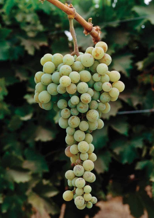 很香葡萄味的白葡萄酒,有葡萄味的葡萄酒