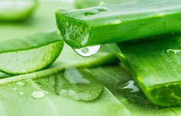 养芦荟用什么盆最好,在家里养芦荟居然有这么多好处