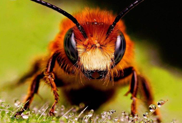 农村人又爱又恨的小昆虫，如今搬上餐桌，真下不去口