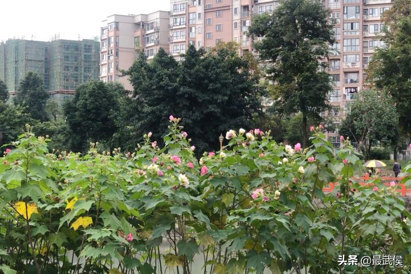 美了!宜居水岸金江明珠段秋日美景来袭