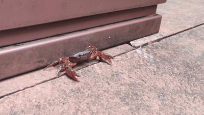 赤水大瀑布 侏罗纪公园 (世界唯一保留的侏罗纪原始公园)