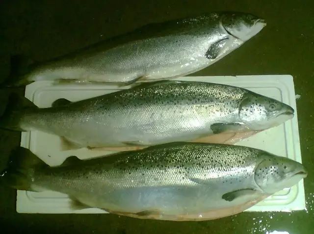 醴陵市海鲜收藏排行榜,海鲜礼盒收藏价格表图