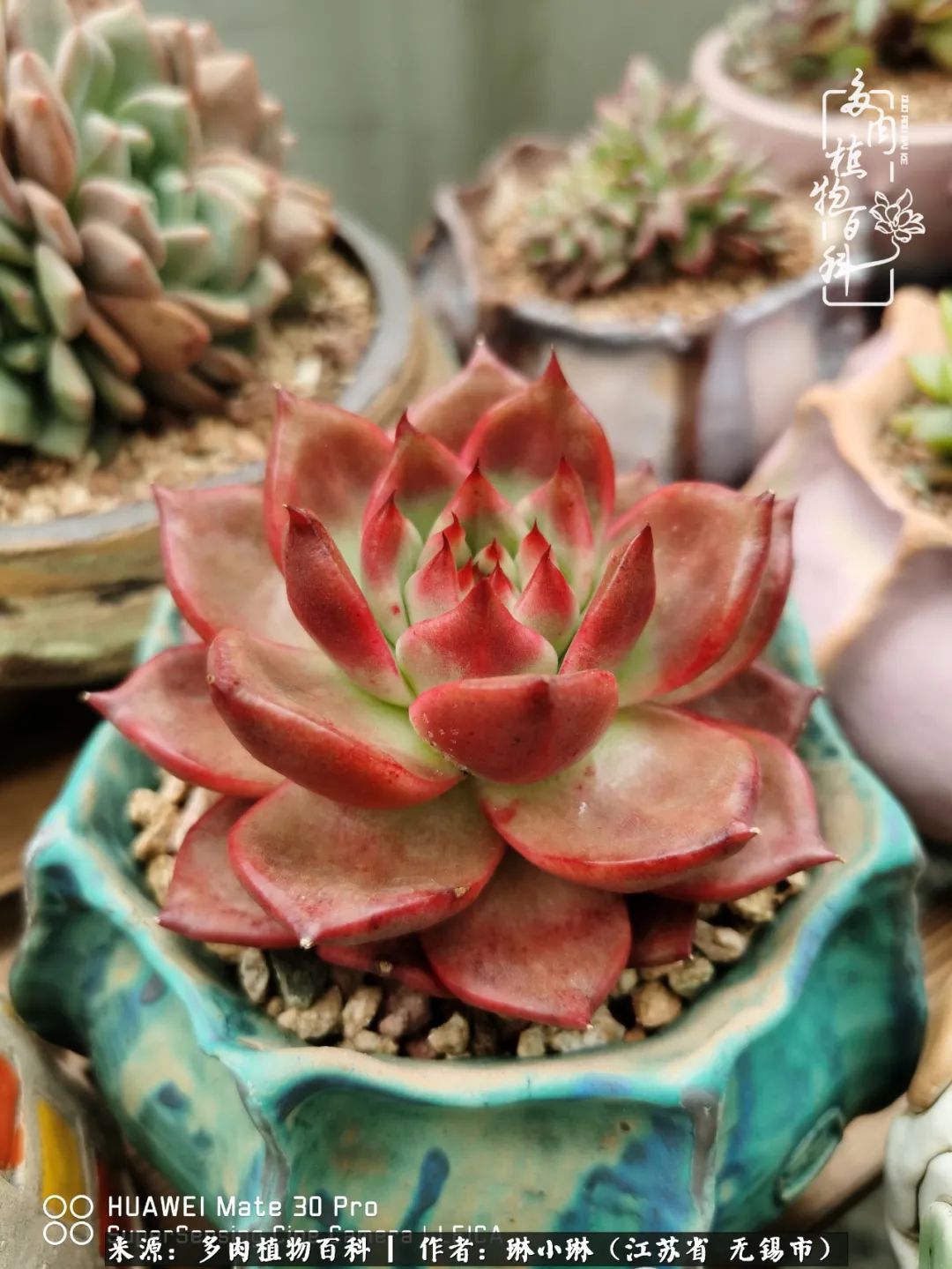 又到多肉变美时，一切都鼓励我积极向前