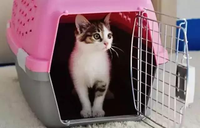 带猫这样玩才过瘾！史上最全遛猫攻略越看越爽