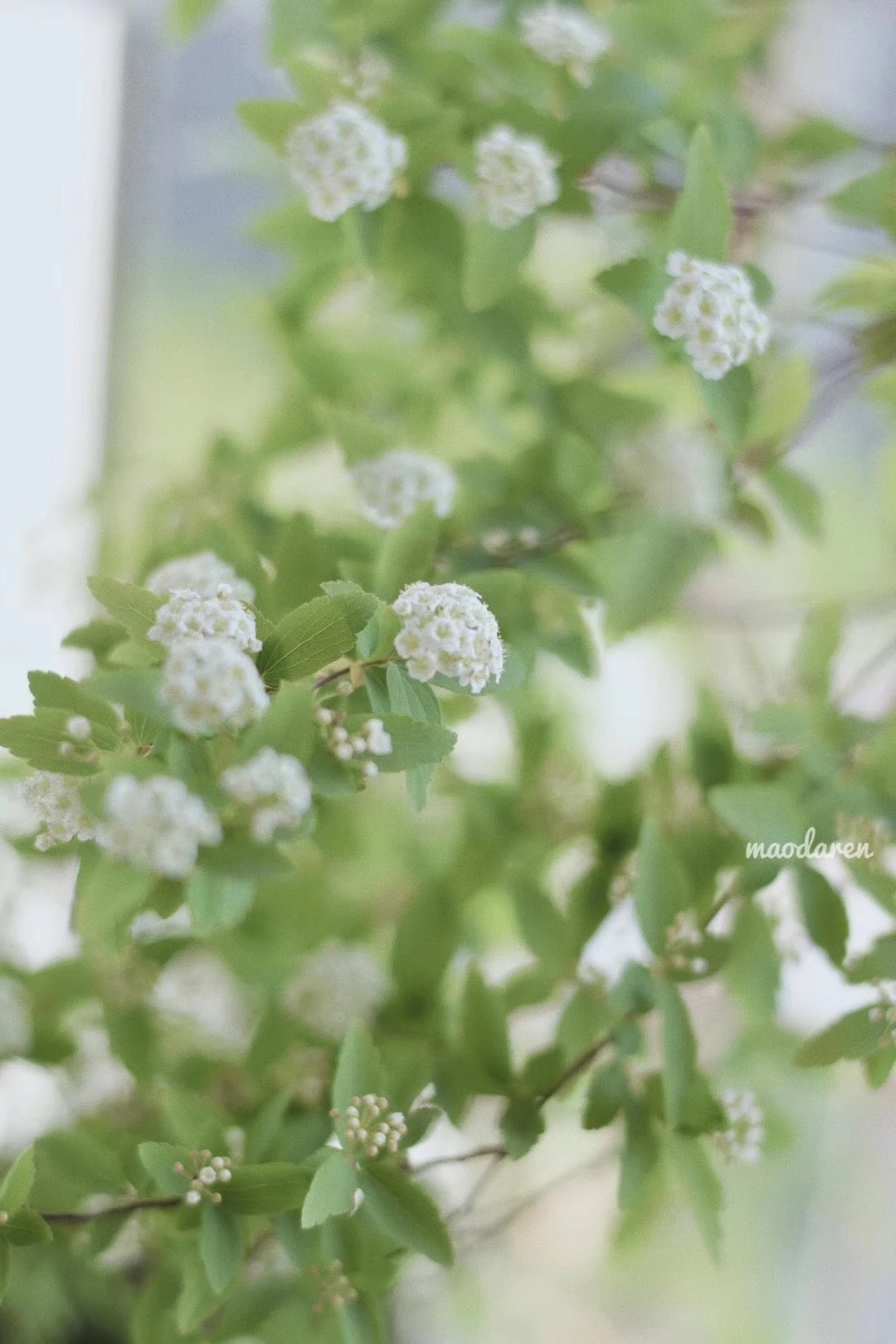 植库‖浪漫清新的小手球，为你带来氧气小森林