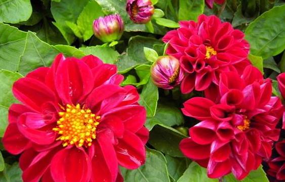 小丽花从种子到开花多长时间,不知道怎么养仙人球请注意这些