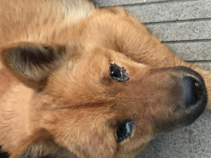 狗狗吃咸了是不是毛发变黄,狗狗吃咸的咳嗽了怎么治疗