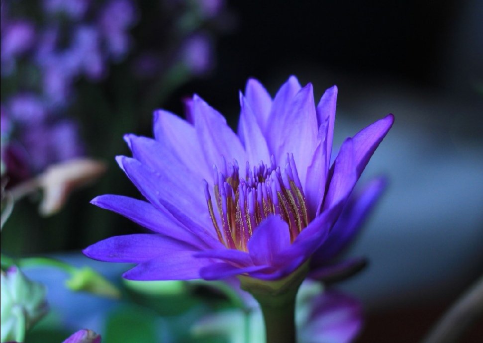 睡莲花开不染纤尘,睡莲纤尘不染给人一种清雅的感觉