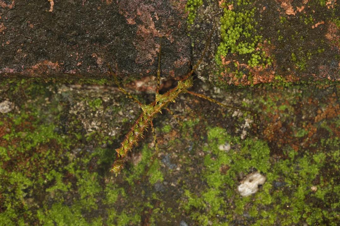 徒步云南虫谷,云南虫谷经典