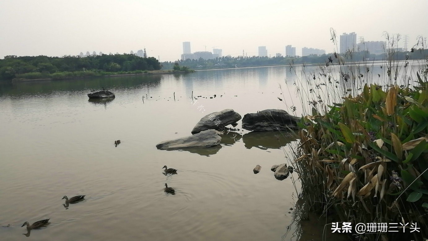 广州湿地公园推荐,广州龙潭河湿地公园