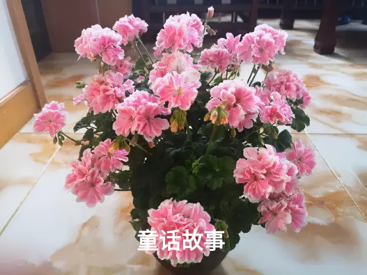 阳台天竺葵容易爆花品种,天竺葵最能开花的品种