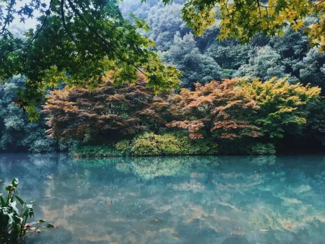 在家也能吃到的西湖名菜龙井虾仁,杭州湖滨好吃的龙井虾仁