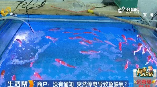 一夜之间鱼缸里的锦鲤尽数死亡,养几年的小锦鲤突然死了