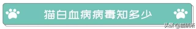 猫白血病病毒（FeLV）感染≠猫白血病≠安乐死