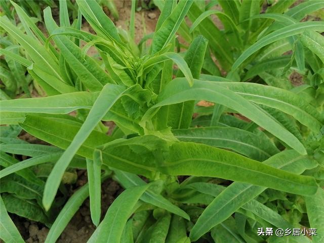 莴笋什么时候采收最好,莴笋采收后怎么延长供应期