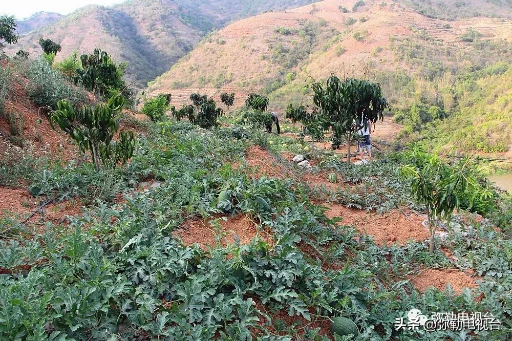 弥勒千亩西瓜熟了！黄心瓜、红心瓜、小香瓜…你喜欢哪种？