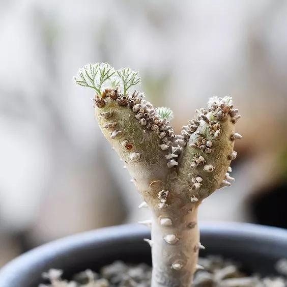 世界上最高贵最漂亮的花,世界上最名贵的花