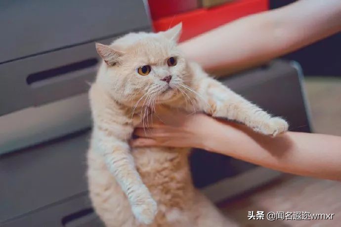 你有猫病表情包,你有猫病啊图片