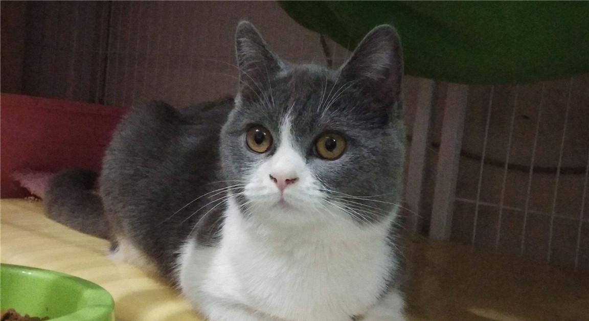 记录猫咪日常英短蓝白,养英短蓝白猫的注意事项