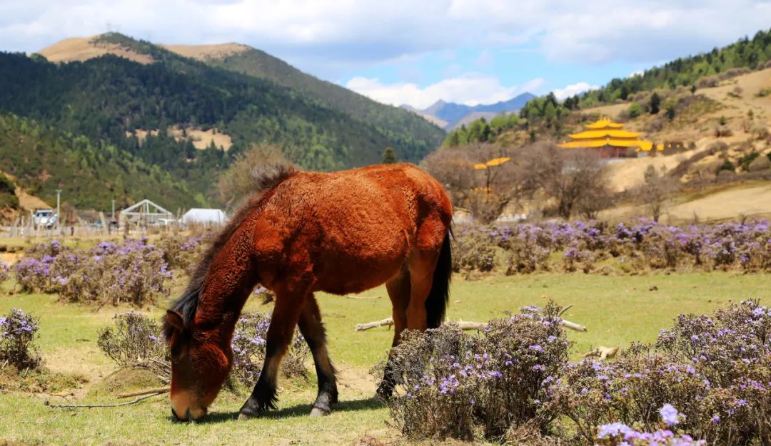 洛克徒步木里到稻城翻的是哪座山,秘境四川甘孜