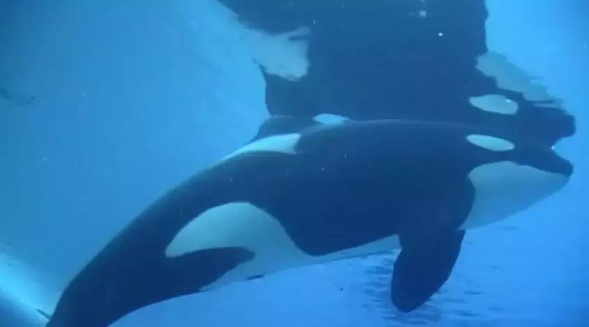 难得一见海洋动物表演,看不完的海洋动物和表演