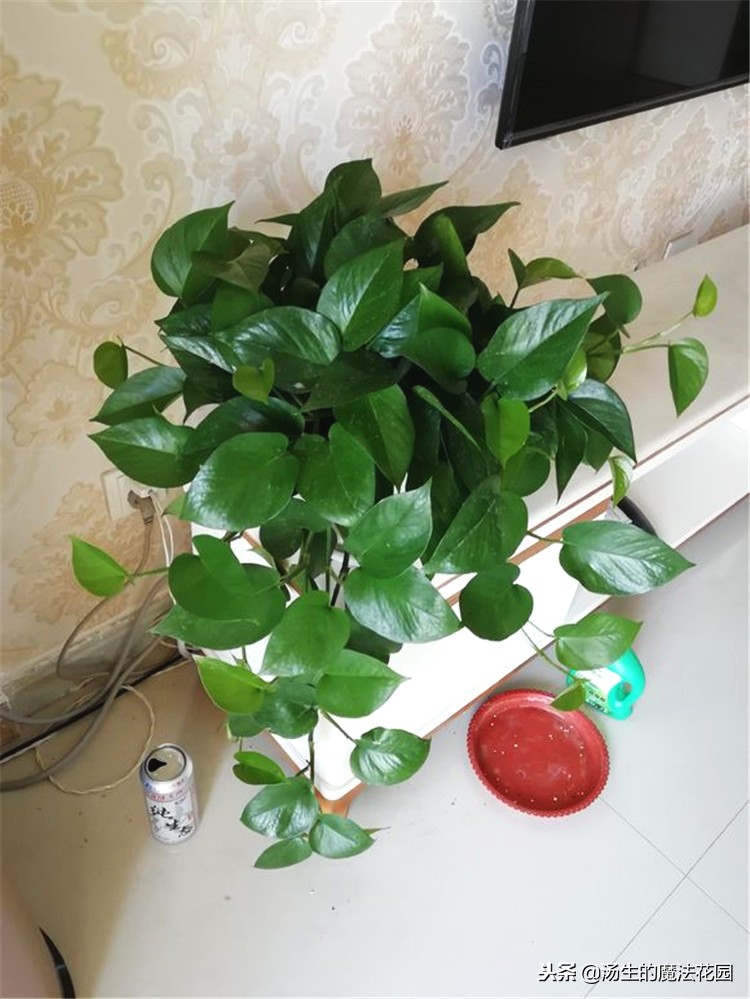 绿萝冬天放在泡沫箱里能过冬吗,水培绿萝冬天怎么安全过冬