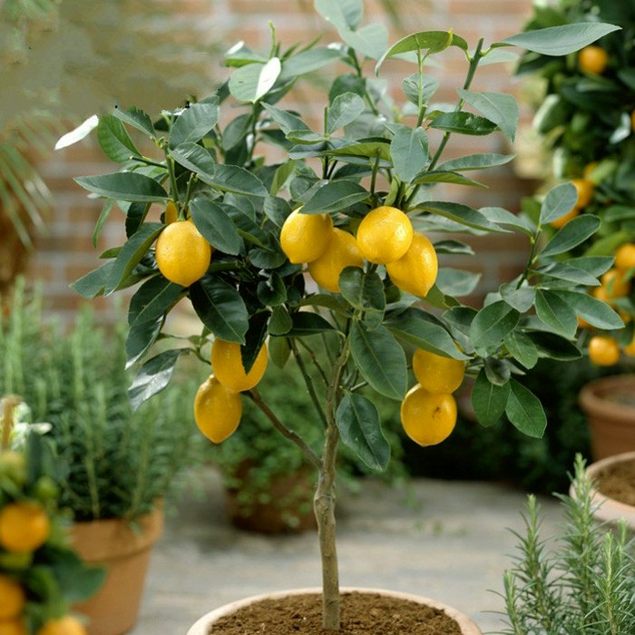 给人养殖什么花适合家养,什么花最好养又适合长期喝