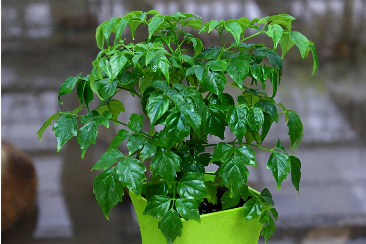 幸福树怎么能长得快又茂盛,幸福树多久从小苗养成老桩