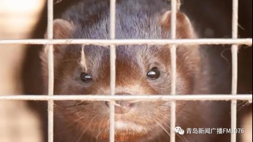 早安青岛,早安青岛视频