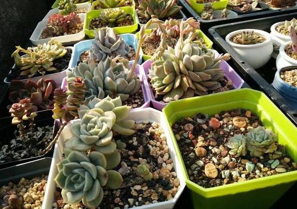 多肉红彤彤,彩色多肉褪色了怎么回事