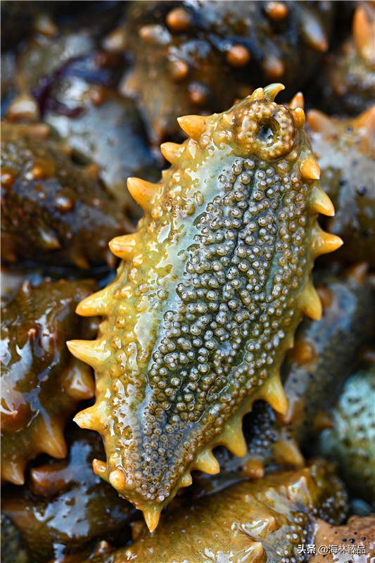 野生海参探店,野生海参采捕视频大全