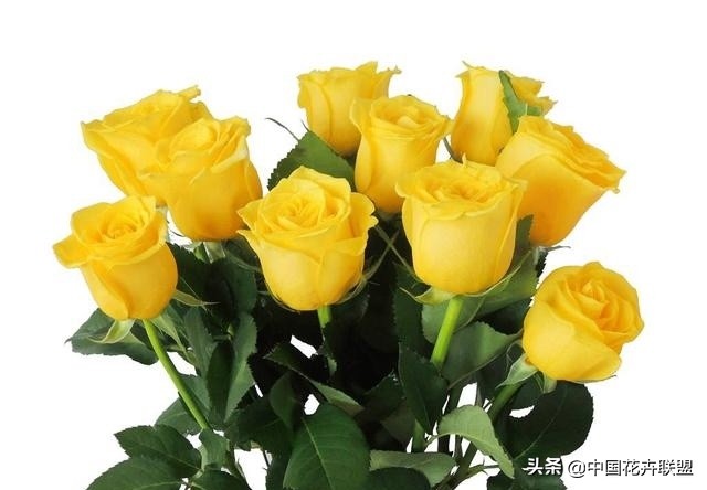 玫瑰花玫红色属于什么品种,最大冠幅玫瑰花是什么品种