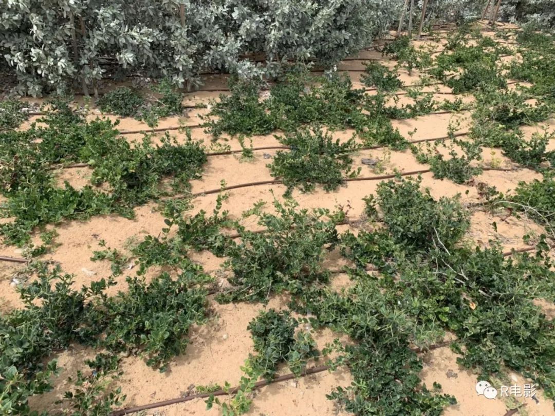 迪拜有多奢华,迪拜的富有限制了我的想象