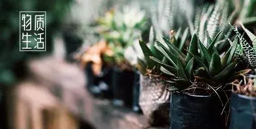 年轻人为什么喜欢养多肉,为什么新手小白养不好多肉