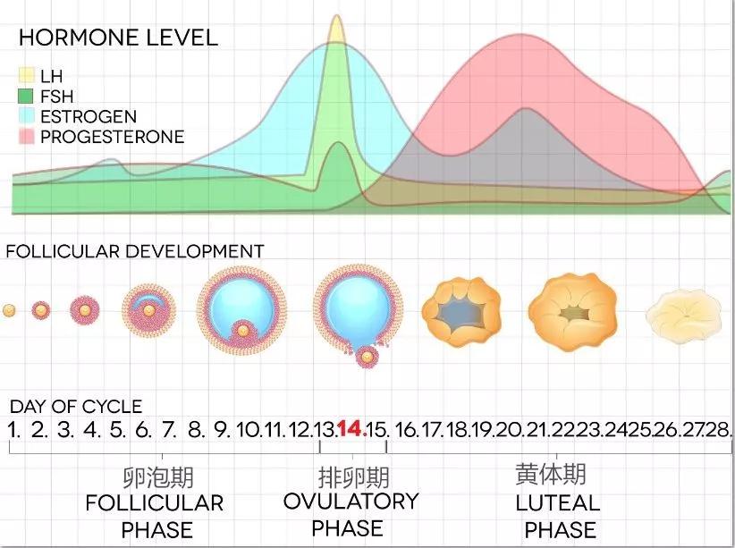 试管降调打达菲林一直出血怎么办,试管前打完达菲林20天出血了