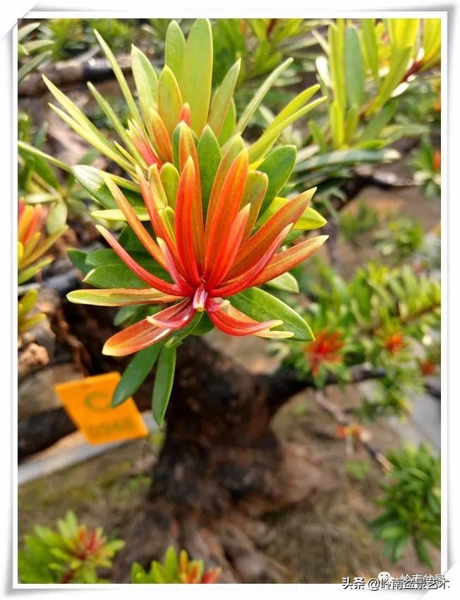 旺财罗汉松,罗汉松招财还是挡煞