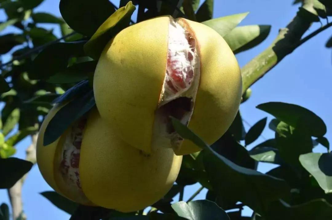 漳州第一大县：比南靖、漳浦还大，相当于2个龙海市！