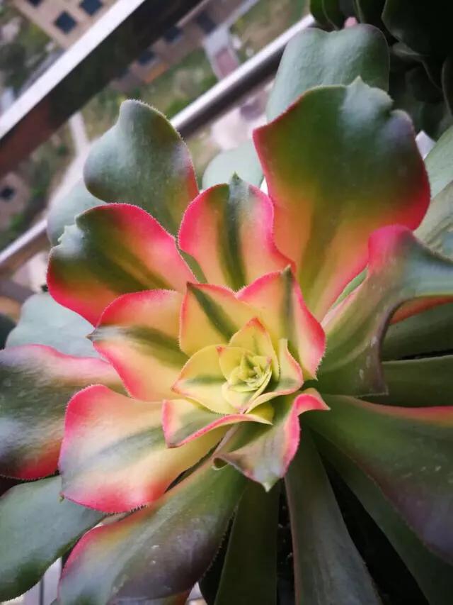 多肉法师韶羞现在能摘心吗,多肉法师欧紫跟韶羞的对比图