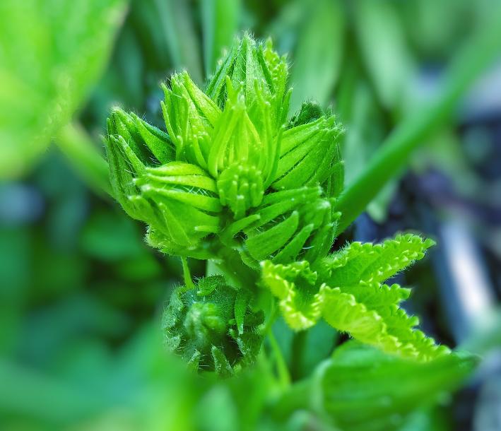 秋葵诗句经典名句,秋葵古诗