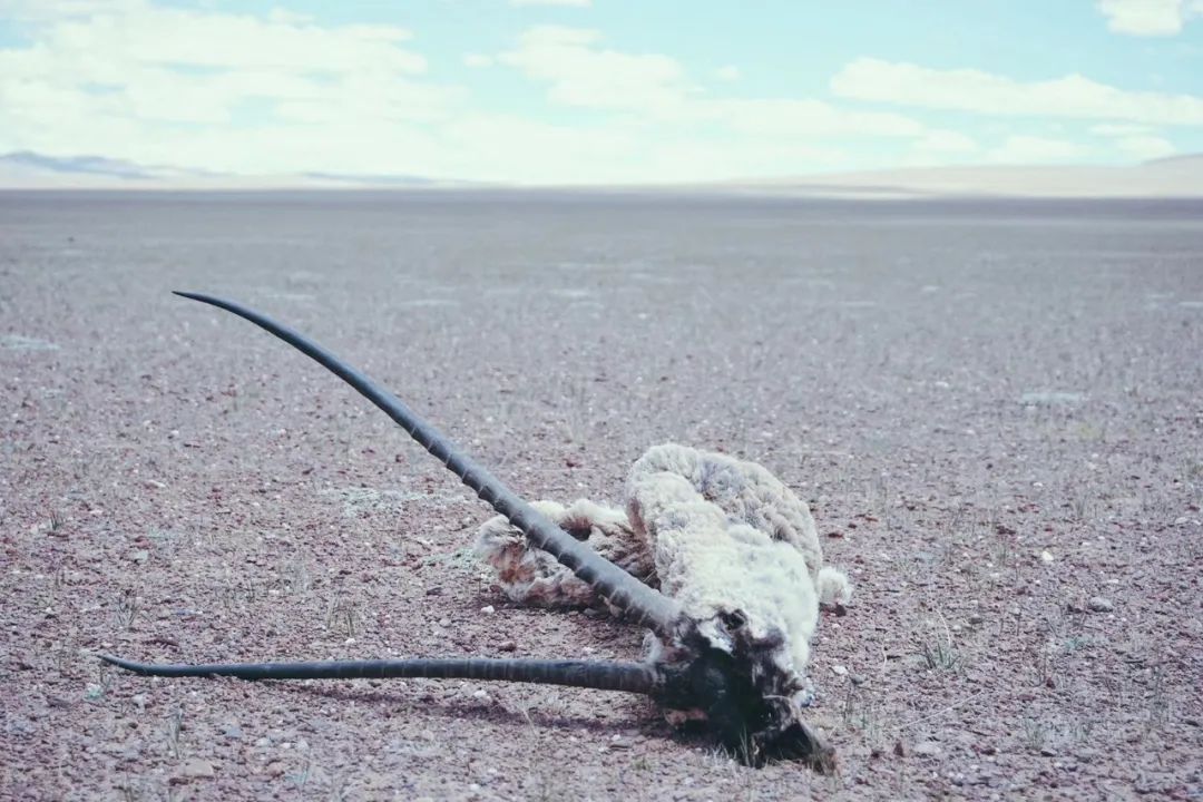 炸裂！全球唯一合法资质进入羌塘，一起去实现人生终极越野梦