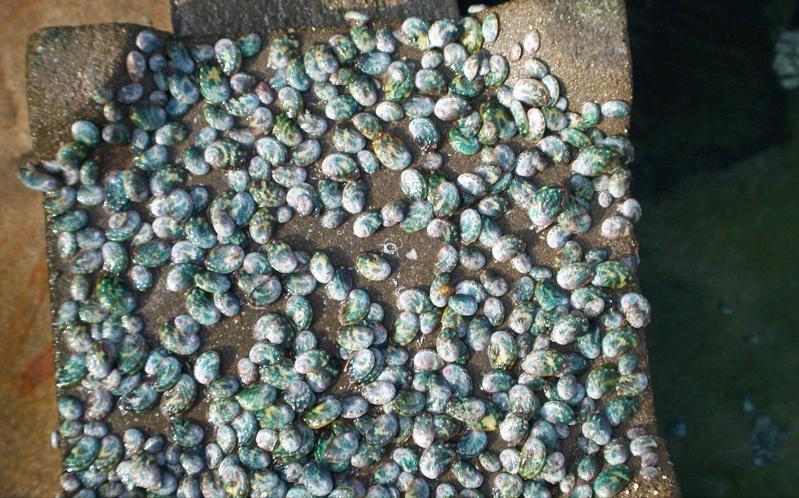 鲍鱼养殖如何赚钱,人工养殖鲍鱼