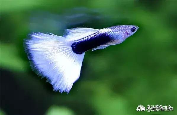 15个孔雀鱼品系图鉴绝美版,15个孔雀鱼品系图鉴