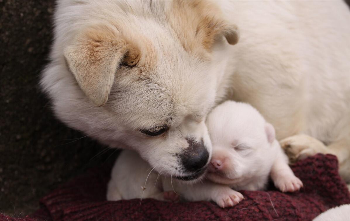 母狗养宝宝后注意事项,母狗怀孕前期的注意事项