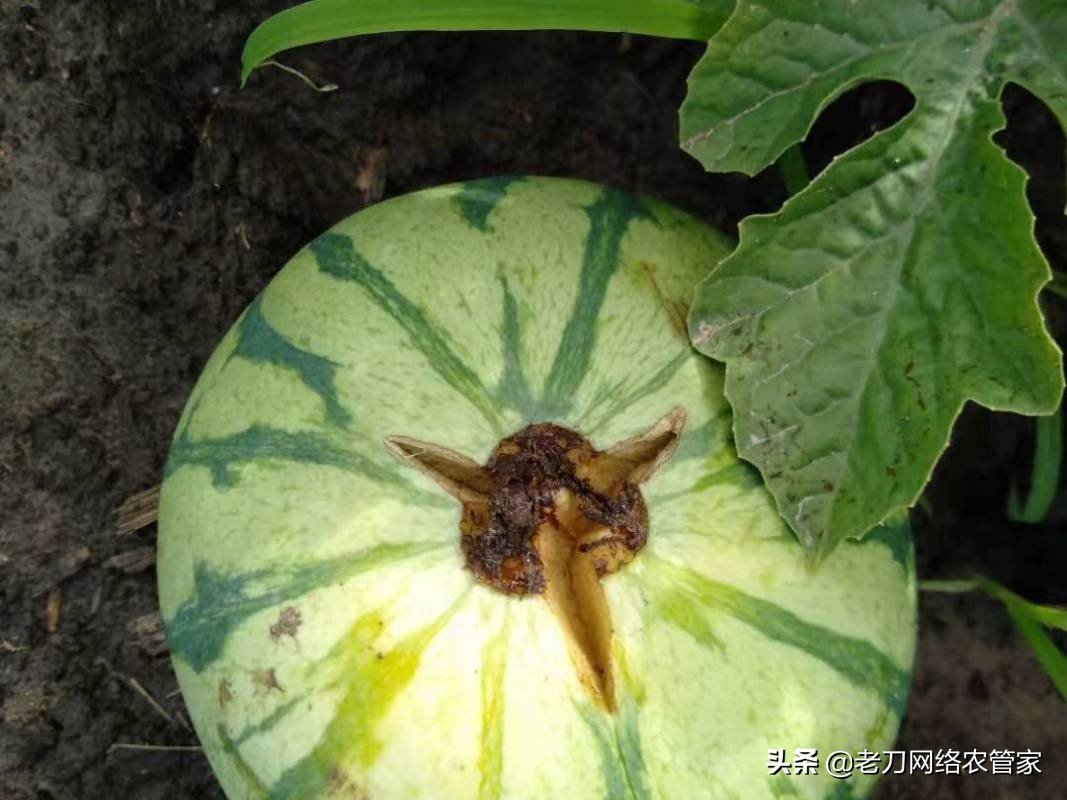 西瓜裂瓜的根本原因,预防西瓜后期裂瓜有诀窍