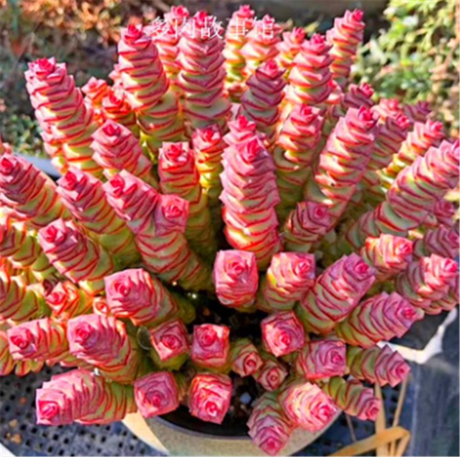 钱串子怎么变红,钱串子变红的原因是什么