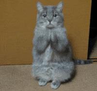 猫咪为什么老是叫讨食,猫咪为什么总是嗯嗯的叫